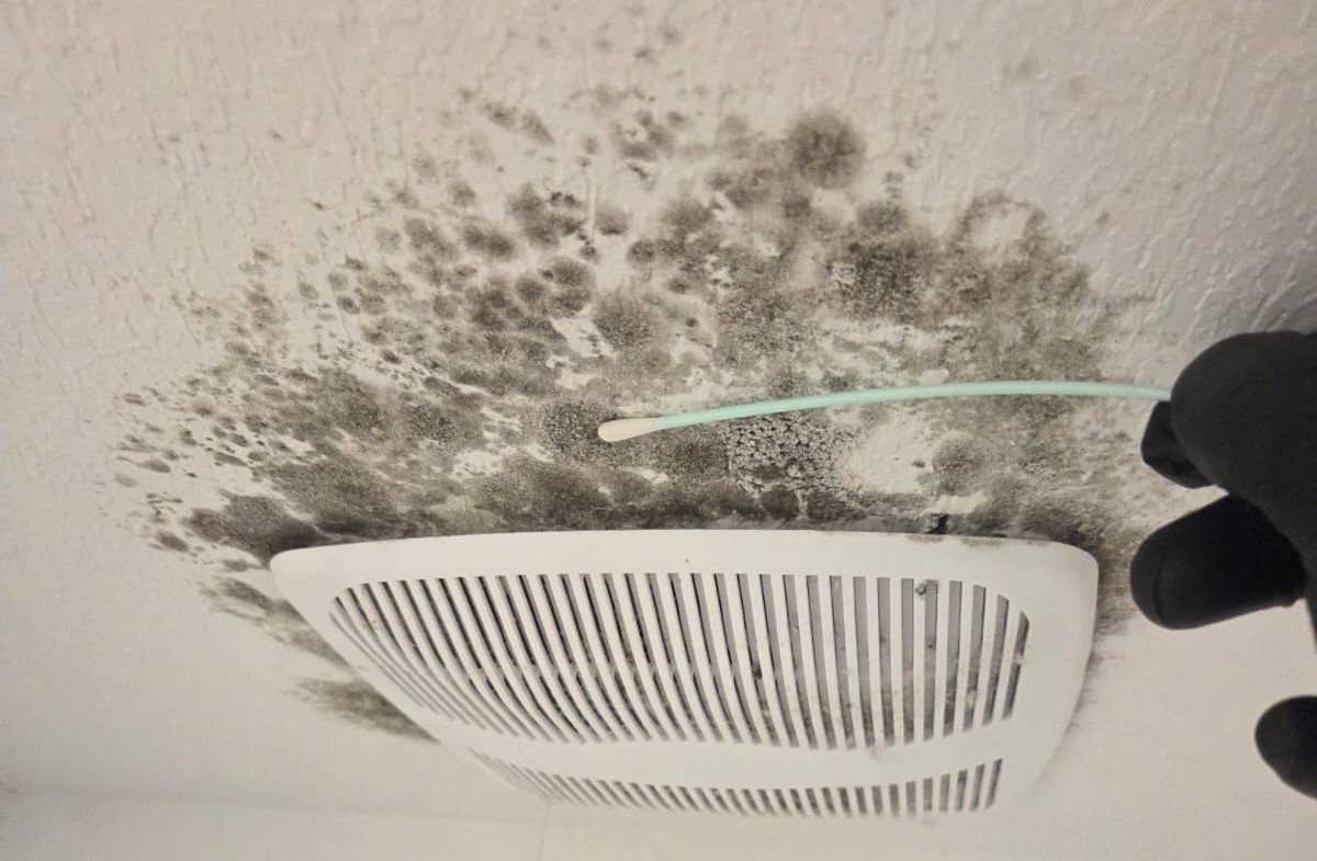 diy mold test