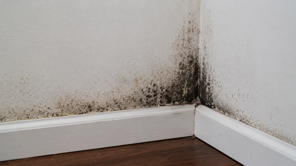 Is Black Mold Actually Dangerous? What the Health Research Really Says