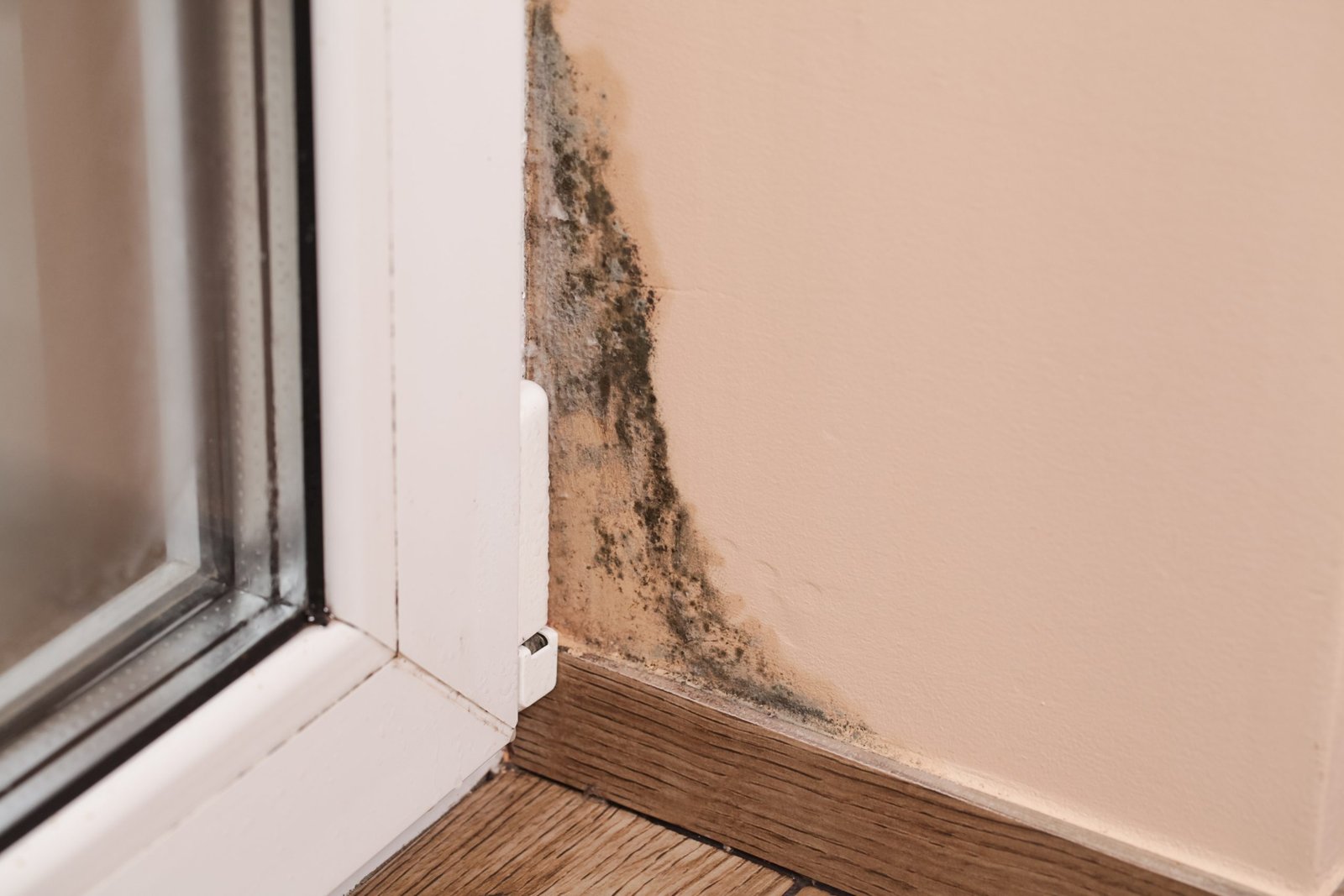 What Are the Most Common Types of Mold Found in Homes?